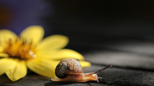 A snail representing slow indexing of content