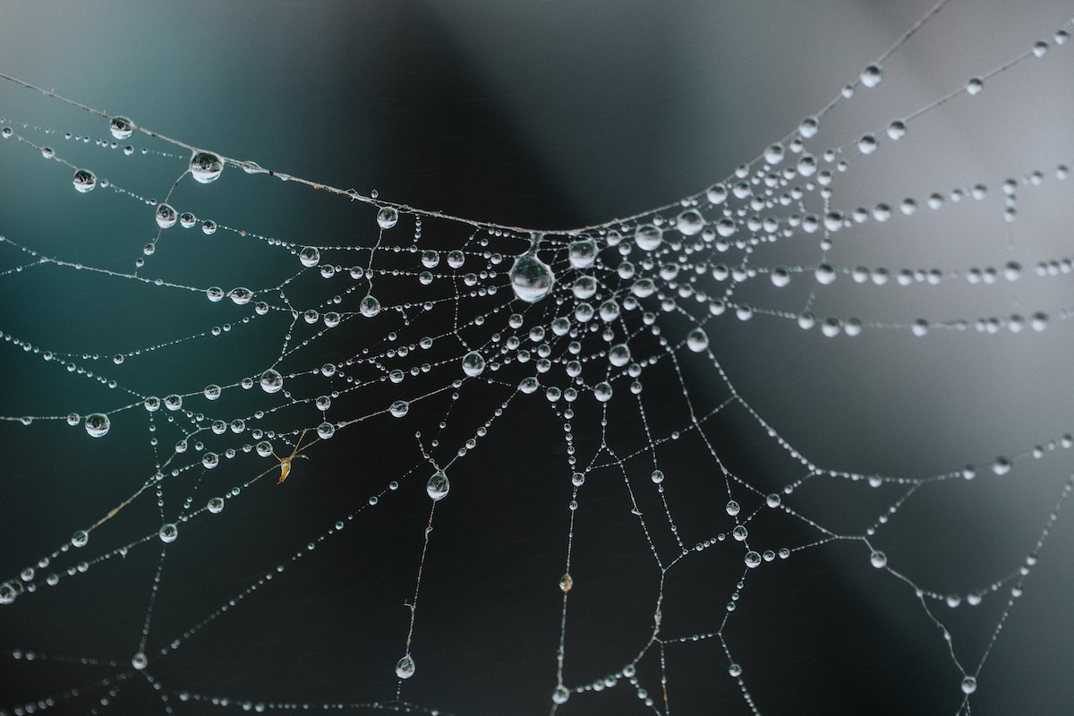 Spider web representing the internet